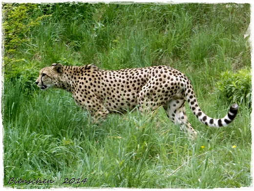 Gepard