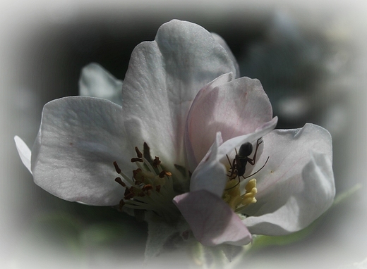 Kwiat jaboni