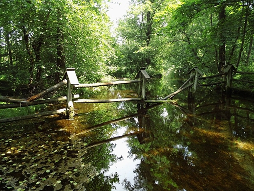 rdlisko rzeki Prutnik