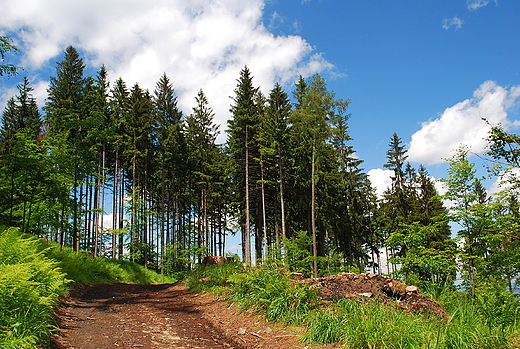 Beskid lski. Na szlaku na Kozi Gr