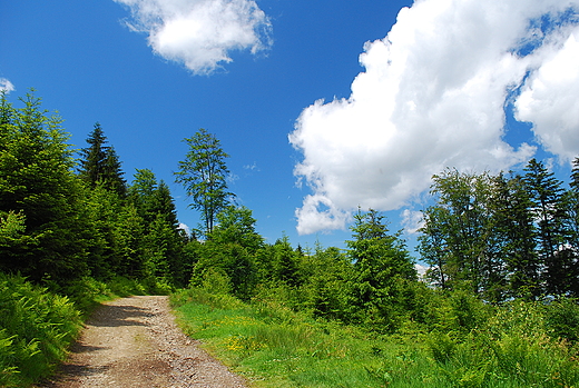 Beskid lski. Szlak na Kozi Gr