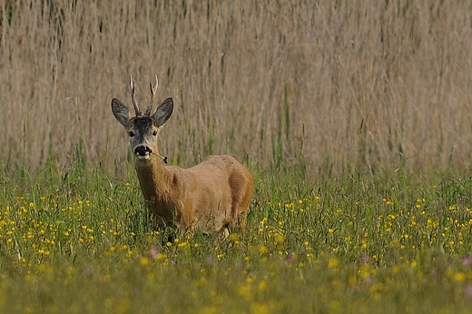 abuki. Sarniak