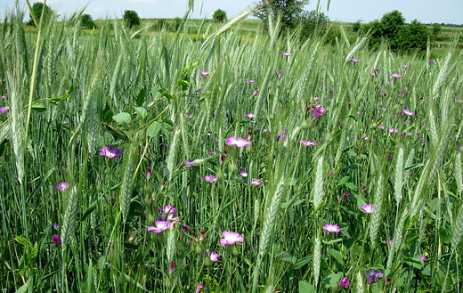 kkole
