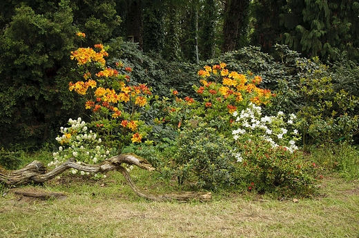 Park zamkowy w Krniku