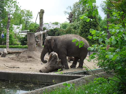 Spacerkiem po wrocawskim ZOO