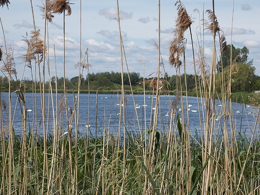 Raszyn. Rezerwat faunistyczny Stawy Raszyskie. Staw Puchalski.