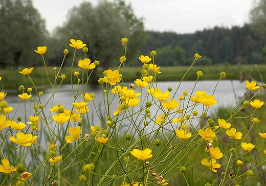 Szczypiorno. Jaskry nad Wkr.