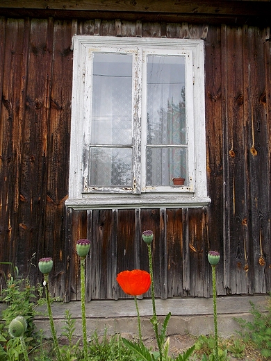 Szczypiorno. Okno w starym domu i mak.