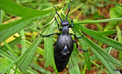 Oleica krwka Meloe proscarabaeus L..