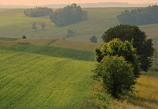 Czerwcowe pola. Majdan Ruszowski