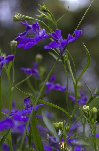 Lobelia