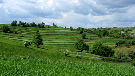 roztoczaskie pola