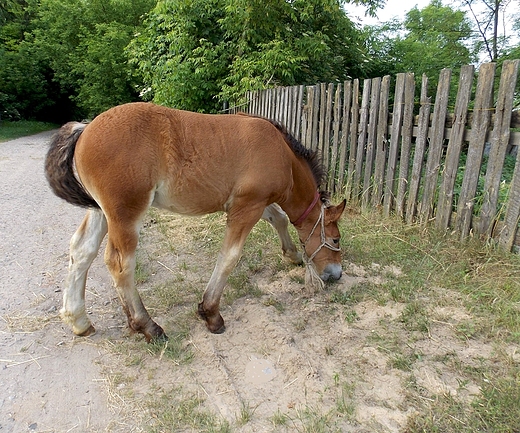 Wymysy. Spotkany na drodze.