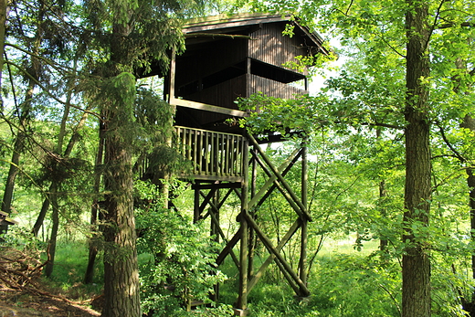 Wiea widokowa na rezerwat przyrody Bagna nad Stk