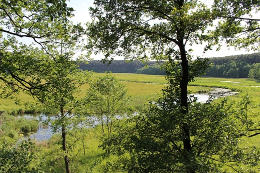 Widok z wiey widokowej na rezerwat przyrody Bagna nad Stk