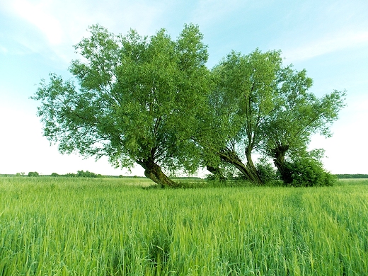 Szczypiorno. Mazowieckie wierzby.