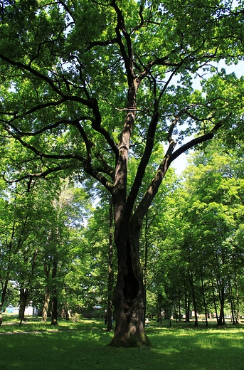 Powrt do korzeni- moje pikne Koskie