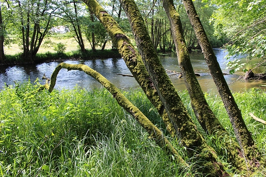 Rzeka Brda