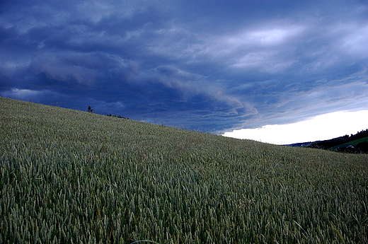 Nadchodzca zmiana pogody nad pszenicznym anem. Mikowa