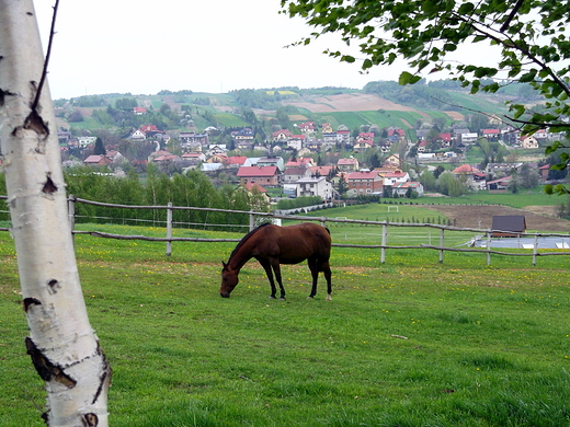 ...stadnina koni na peryferiach Rzeszowa