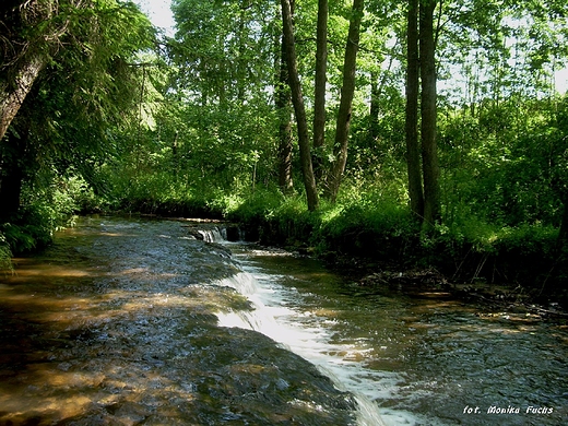 Szumy nad Tanwi