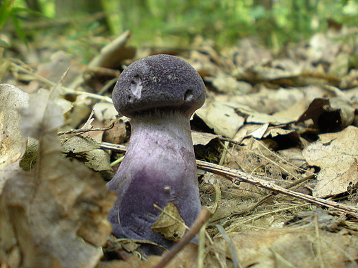 Grzybek. Kampinos