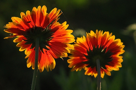 Rudbekie socem malowane