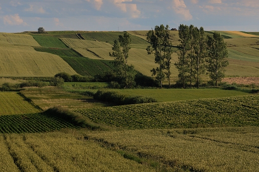 Grzda Sokalska.