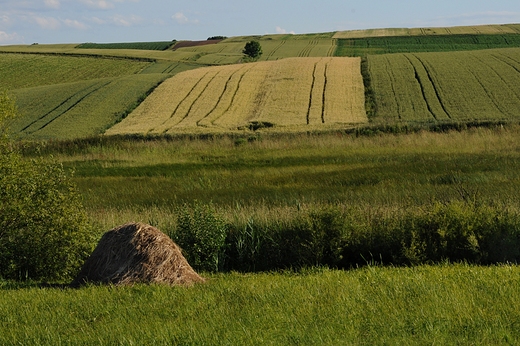 Grzda Sokalska.