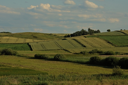 Grzda Sokalska.