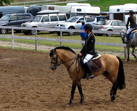 Konik