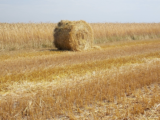 Goawice Drugie. Na Mazowszu ju niwa.