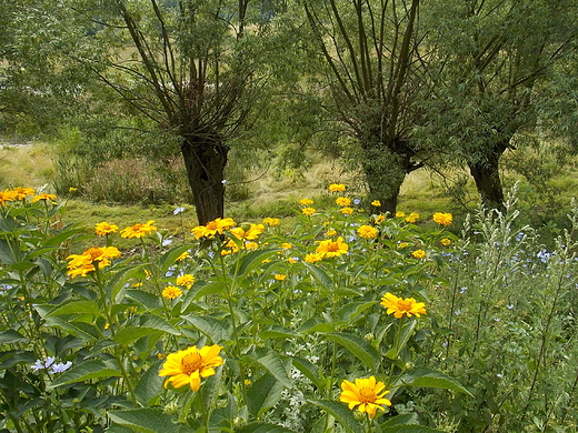 Szczypiorno. Wierzby nad Wkr.