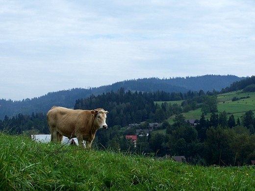 Beskidzkie łąki