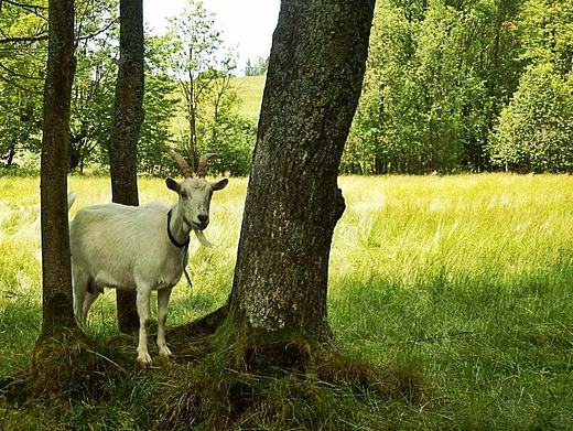 Zubrzyca Grna