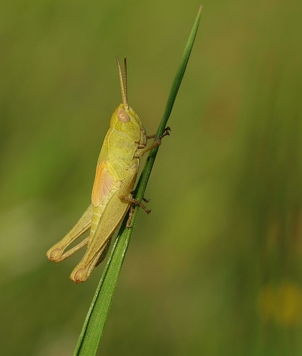 Przedstawiciel szaraczowatych