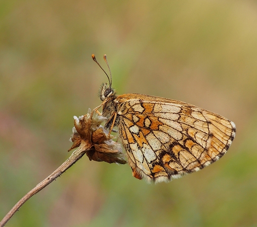 Przeplatka atalia