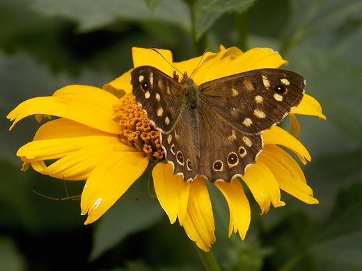 Motyl.