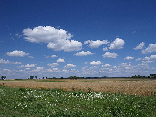 Nizinny krajobraz Wielkopolski