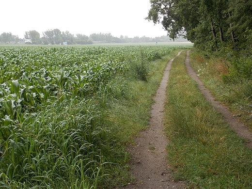 Moje rowerowe szlaki. Pod lasem.