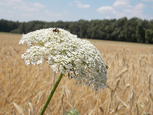 Kosewko. Kwiat w ycie.