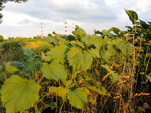 Czerwiec w Warszawie