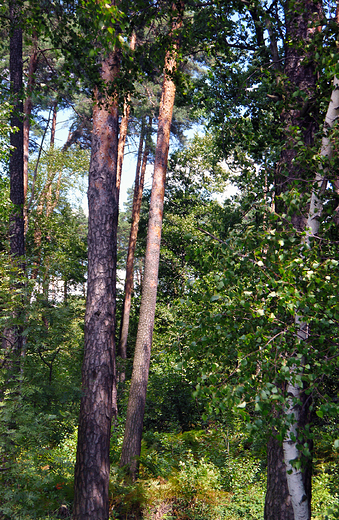 Fragment starej puszczy pszczyskiej