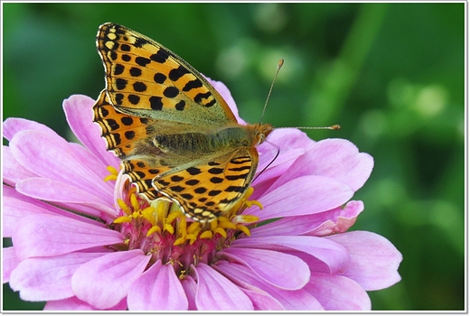 jest lato , s motyle - perowiec dostojka