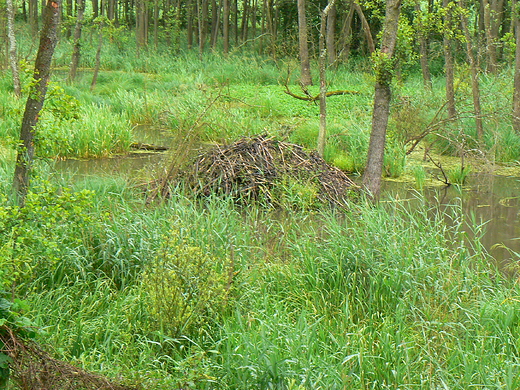 Bobrowe eremie w Podlaskim Parku Krajobrazowym.