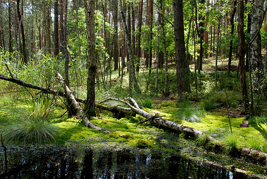 Puszcza Kampinoska