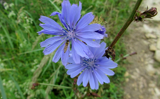 cykoria podrnik