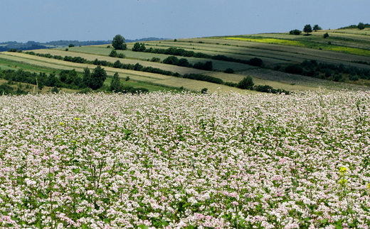 gryczane pola