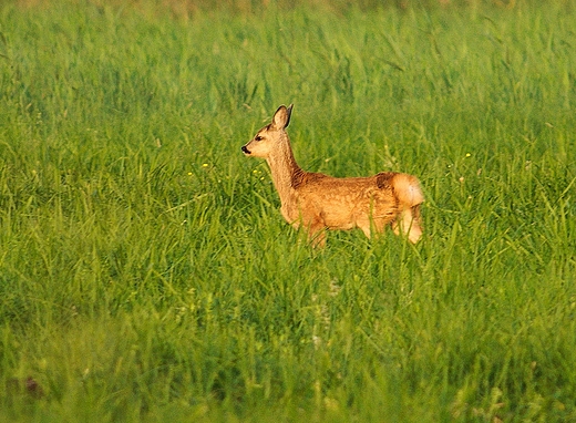 abuki. Kol