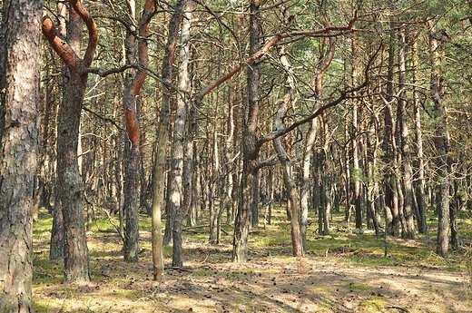 Słowińskie lasy